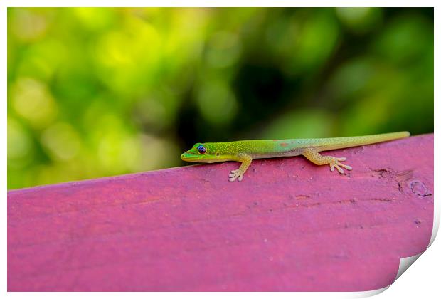 Gold dust day gecko Print by Kelly Bailey