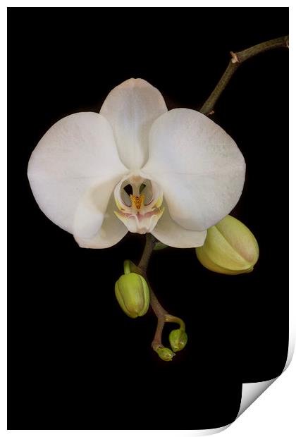 White Orchid on Black Print by Kelly Bailey
