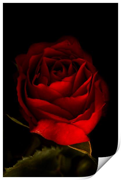 Red Rose Print by Kelly Bailey
