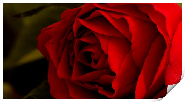 Red Rose 2 Print by Kelly Bailey