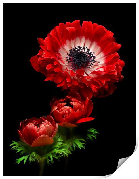 Red Anemone Blooms Print by Kelly Bailey