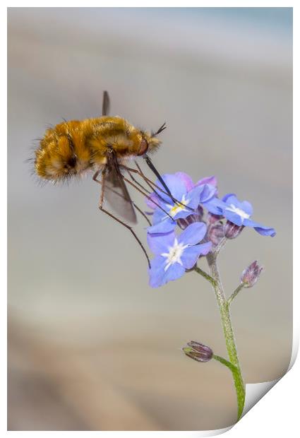 Bombylius major 2 Print by Kelly Bailey