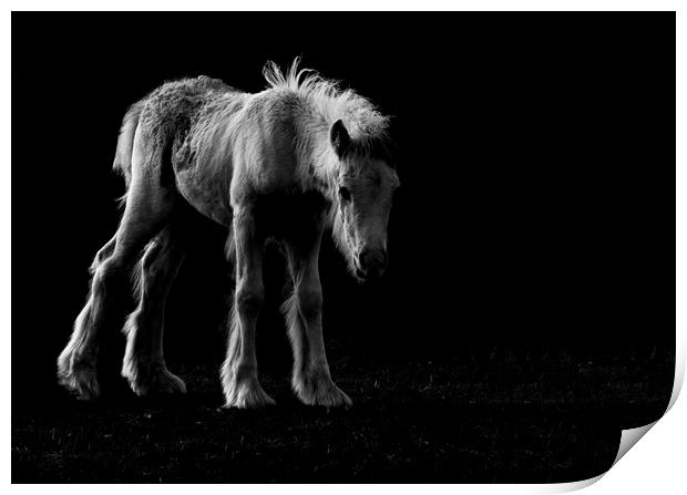The Sad Foal Print by Kelly Bailey