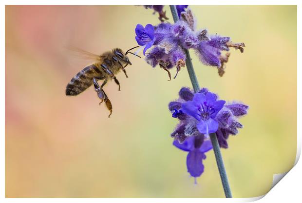 Busy Bee Print by Kelly Bailey