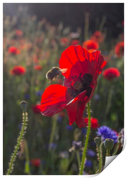 Bumble Bee on Wild Poppy Print by Kelly Bailey