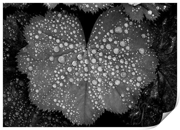 Mono Droplets Print by Kelly Bailey