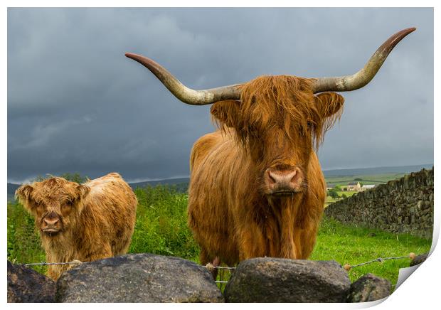 Scottish Highland Cattle Print by Tony Keogh