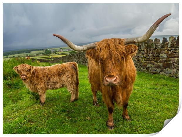 Scottish Highland Cattle Print by Tony Keogh