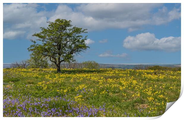 Feizor Bluebells in the Yorkshire Dales  Print by Tony Keogh