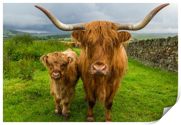 Highland Cow and Calf  Print by Tony Keogh