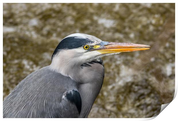 Close up of a Heron  Print by Tony Keogh