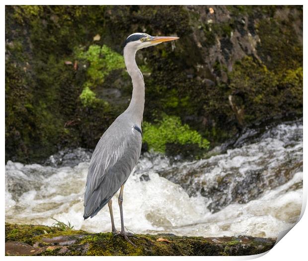 Heron on the lookout  Print by Tony Keogh