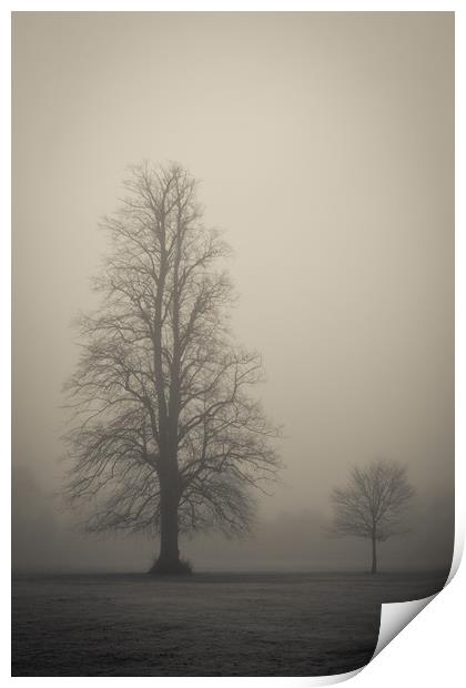 Trees in the fog Print by Donnie Canning
