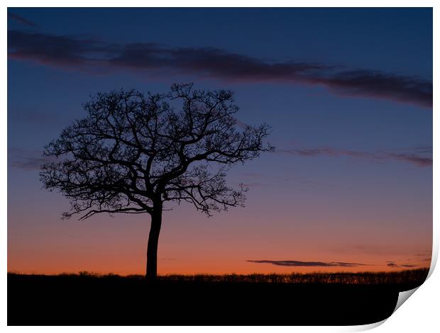 Stevington tree at sunset  Print by Donnie Canning
