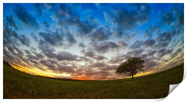 Tree at a fisheye sunset. Print by Donnie Canning