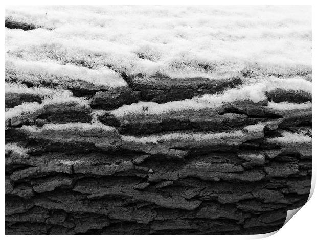 Snow on tree bark Print by Donnie Canning