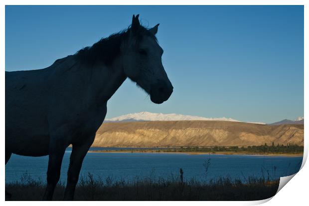 Kyrgyz horse Print by Franck Metois