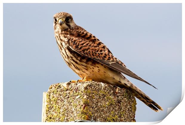 Kestrel Print by Maria Stephenson