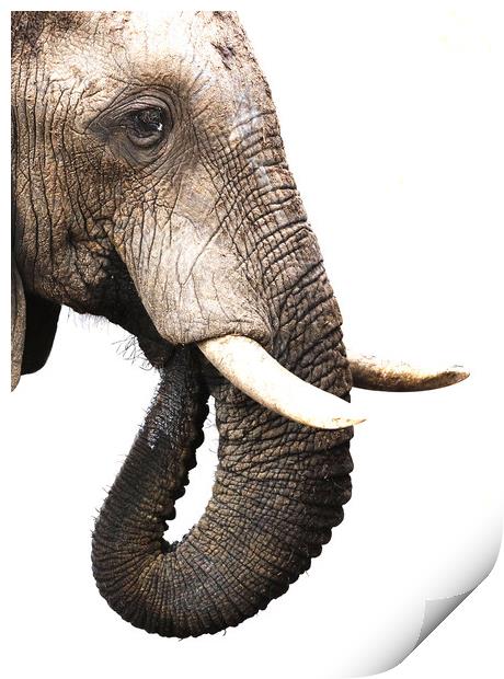 African Elephant, Botswana Print by Graham Fielder