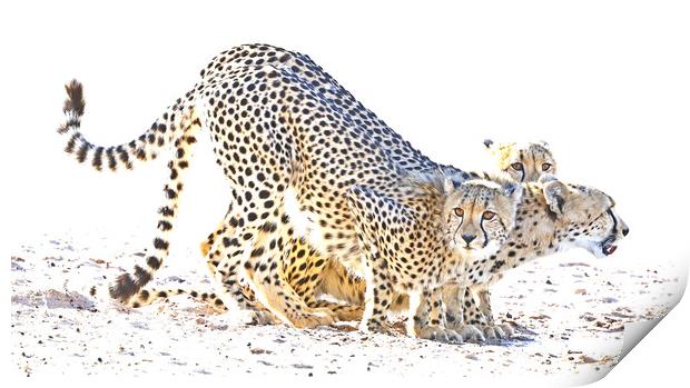 Cheetah Drinking Print by Graham Fielder