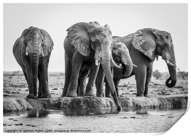 Elephants at Nxai Pan, Botswana Print by Graham Fielder