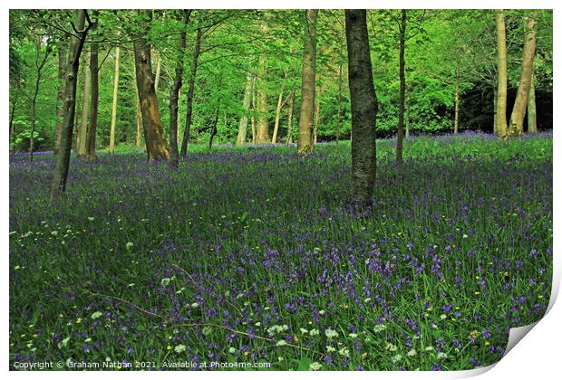 Enchanting Bluebell and Wild Garlic Woods Print by Graham Nathan