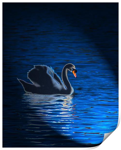 Majestic Swan in Radiant Light Print by Graham Nathan