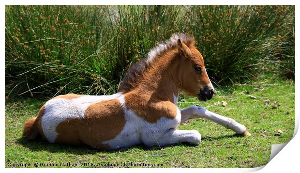 Dartmoor Foal Print by Graham Nathan