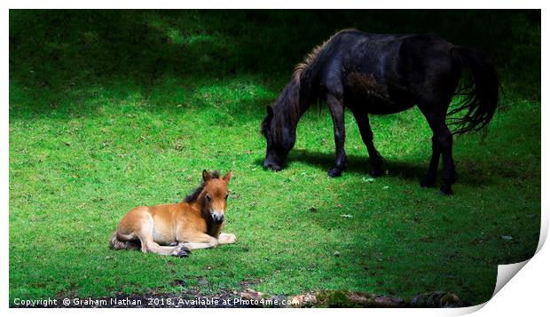 Mother and foal Print by Graham Nathan