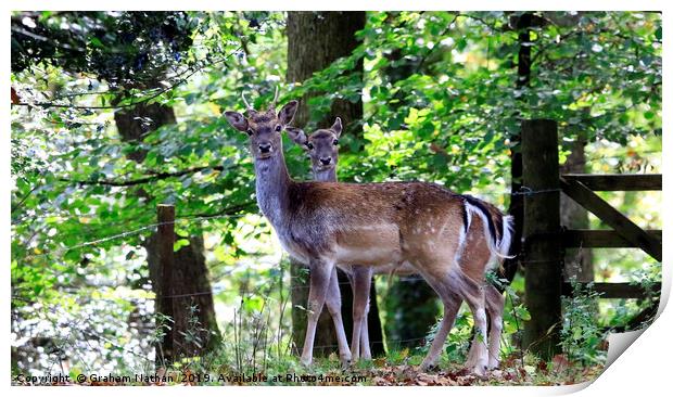 Majestic Fallow Deer Print by Graham Nathan