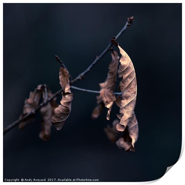 Oak Tree Leaves Print by Andy Aveyard