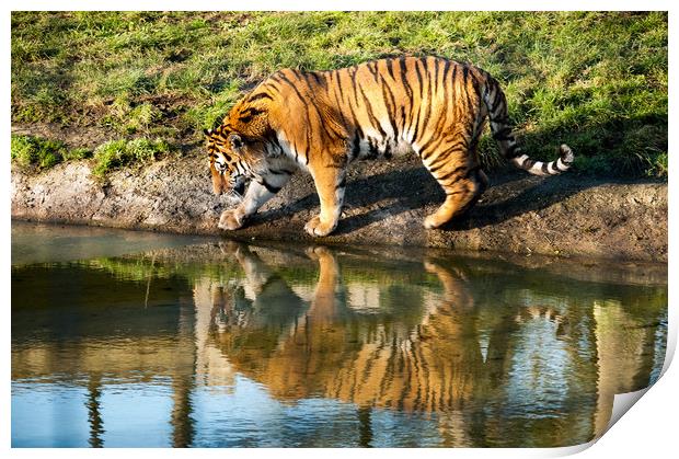 Sumatran Tiger Print by Mike Rockey