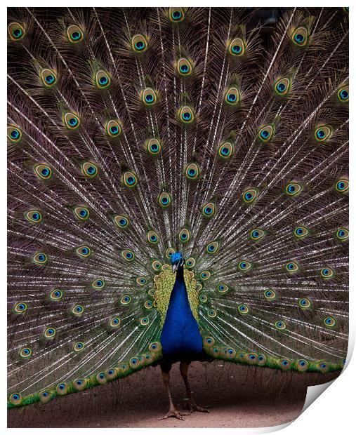 Peacock Print by Mike Rockey