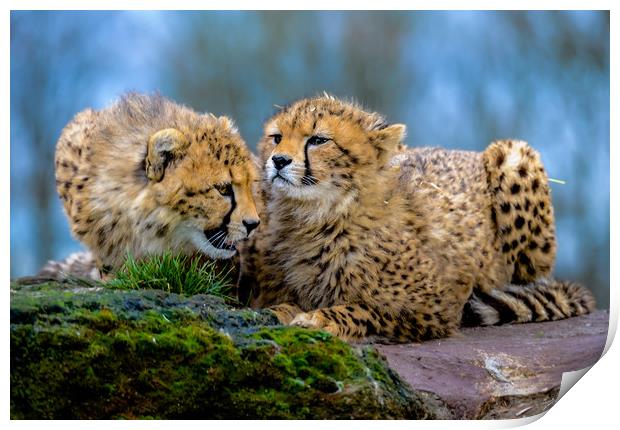 Cheetahs Print by Mike Rockey