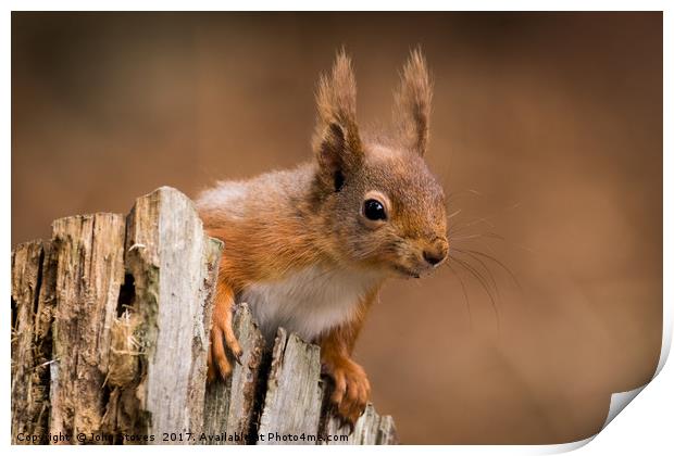 Cute Red Squirrel searching for food  Print by John Stoves