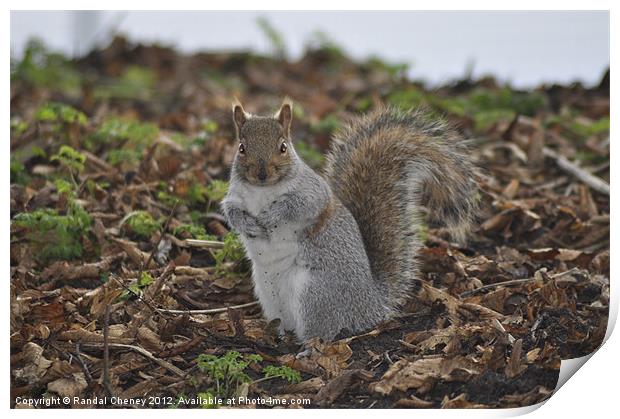 Grey Squirrel-(Sciurus carolinensis) Print by Randal Cheney