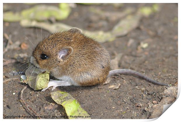 Field Mouse Print by Randal Cheney
