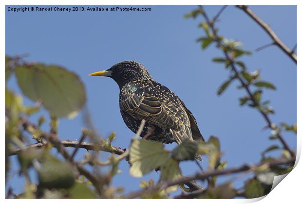 Starling on a perch Print by Randal Cheney