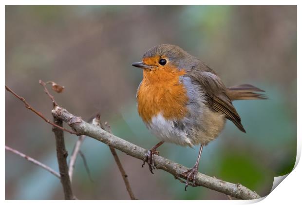 Robin Print by Mike Pursey