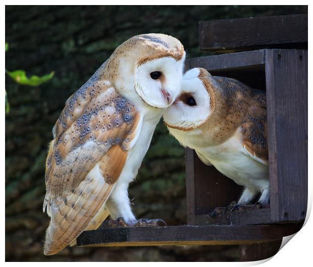 Young Barn Owls at nest box entrance Print by Phillip CULL