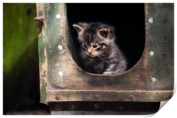 Scottish Wildcat Kitten Print by Linda More