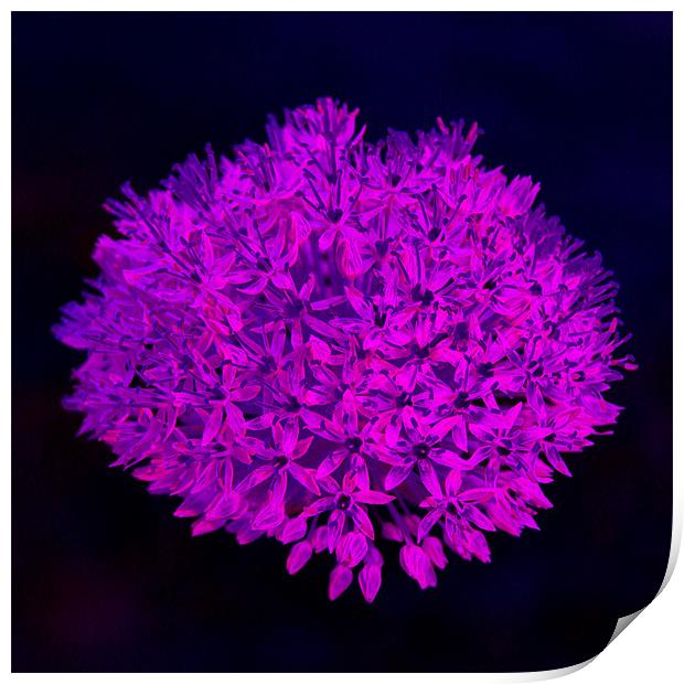Allium flower abstract bright magenta Print by Linda More