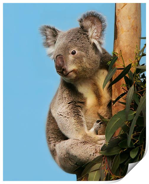 Koala in eucalyptus tree Print by Linda More