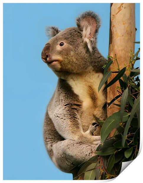 Cute Koala looking up Print by Linda More