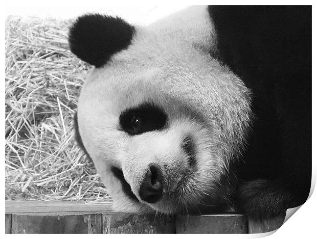 Giant Panda lying down Print by Linda More