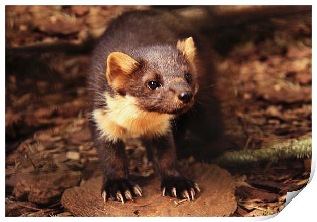 Pine Marten Print by Linda More