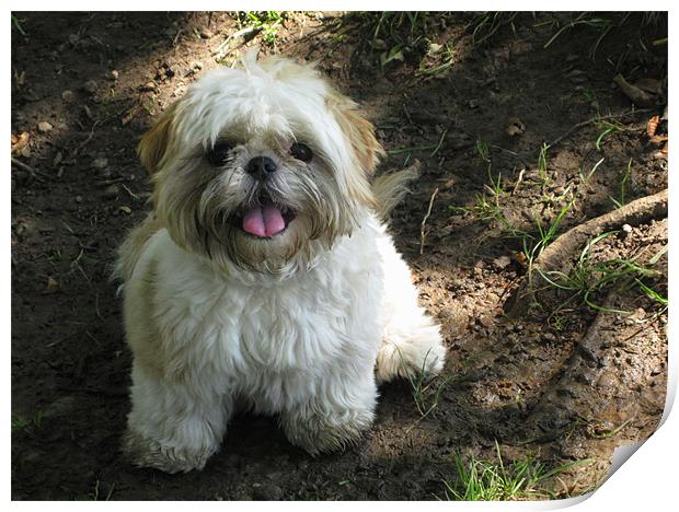 Happy cute Shih Tzu dog looking at camera Print by Linda More