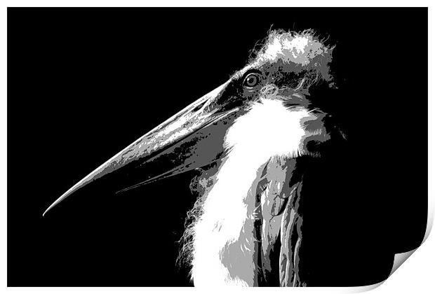 Marabou Stork Print by Linda More