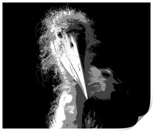 Marabou Stork Print by Linda More