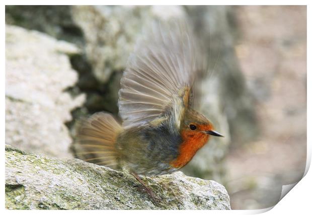 Robin flapping wings, slow motion Print by Linda More